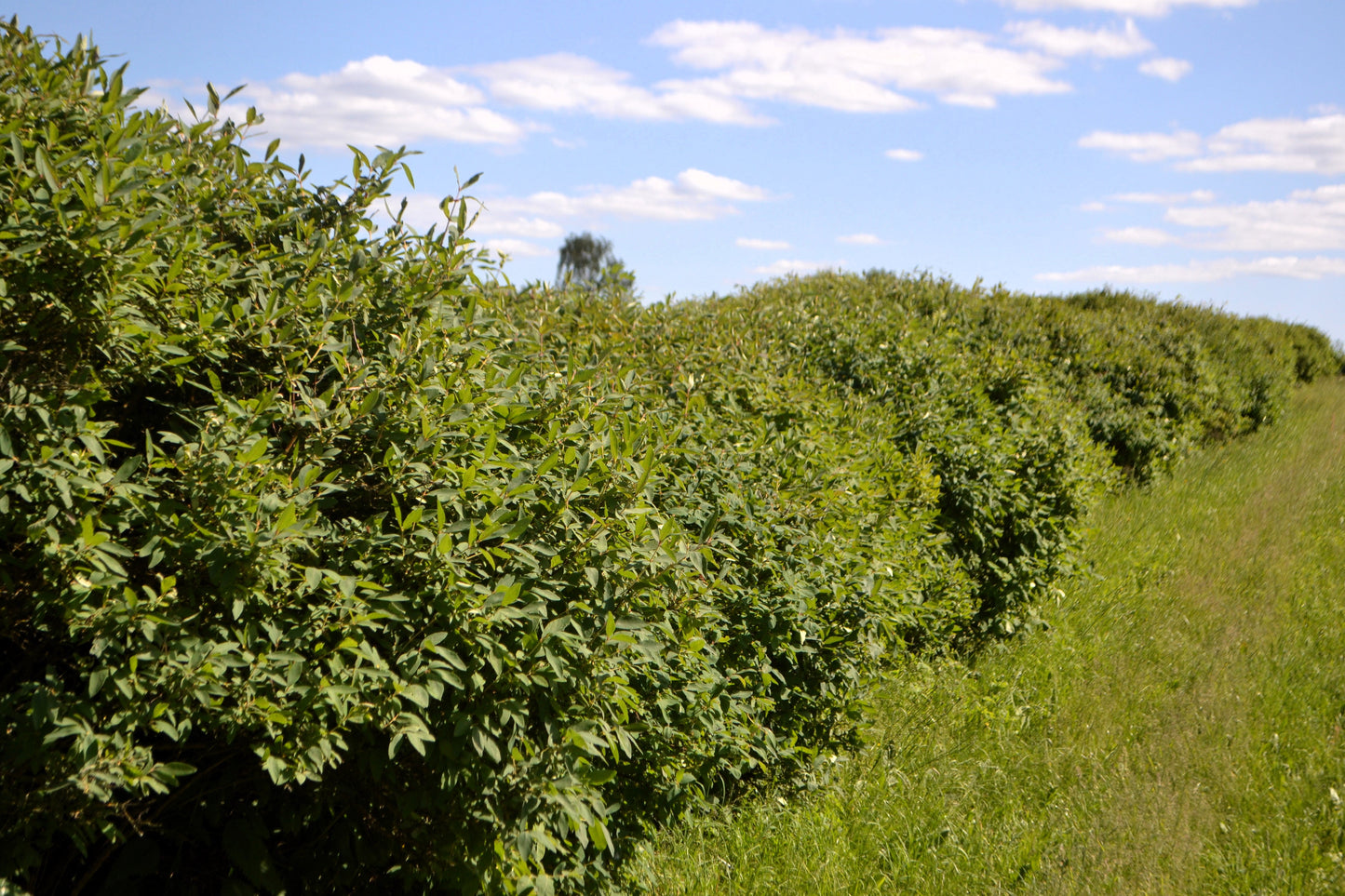 30 HONEYBERRY Blue Honeysuckle Lonicera Caerulea Edible Fruit Shrub Seeds