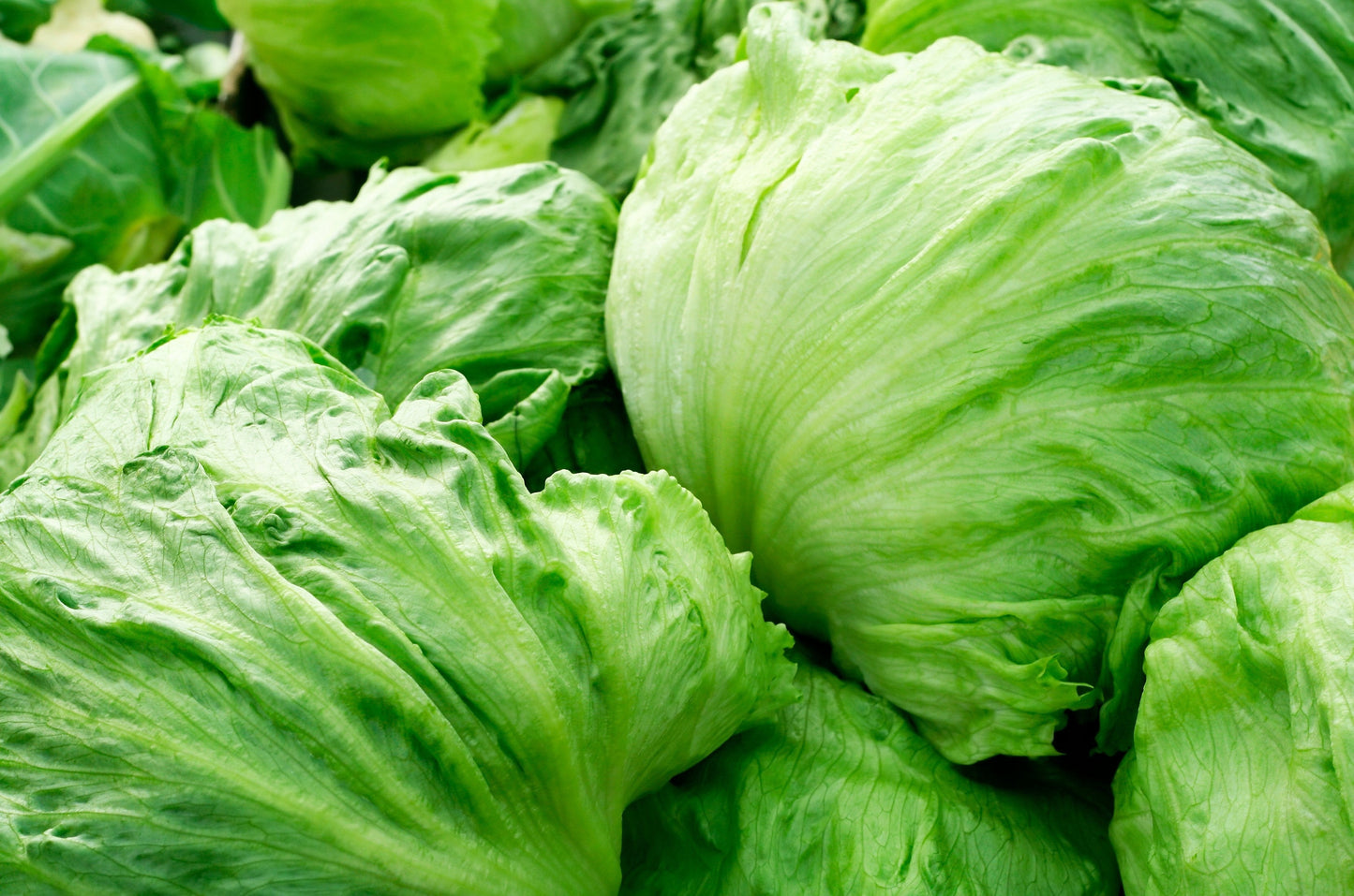 3000 ICEBERG HEAD LETTUCE Lactuca Sativa Vegetable Seeds