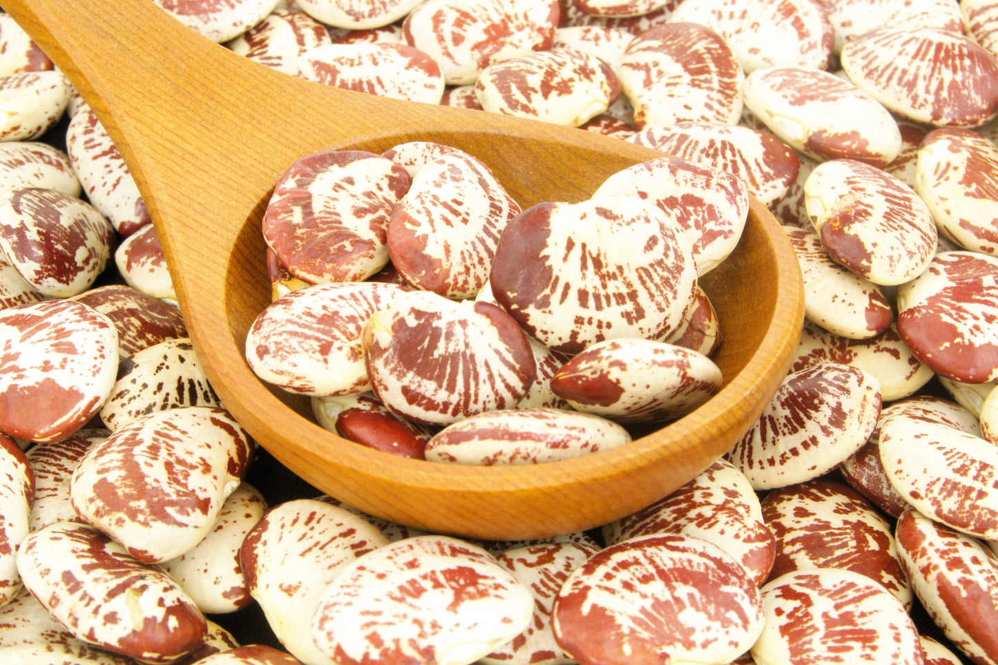 15 CHRISTMAS LIMA BEAN Calico Chestnut Phaseolus Lunatus Legume Vegetable Seeds