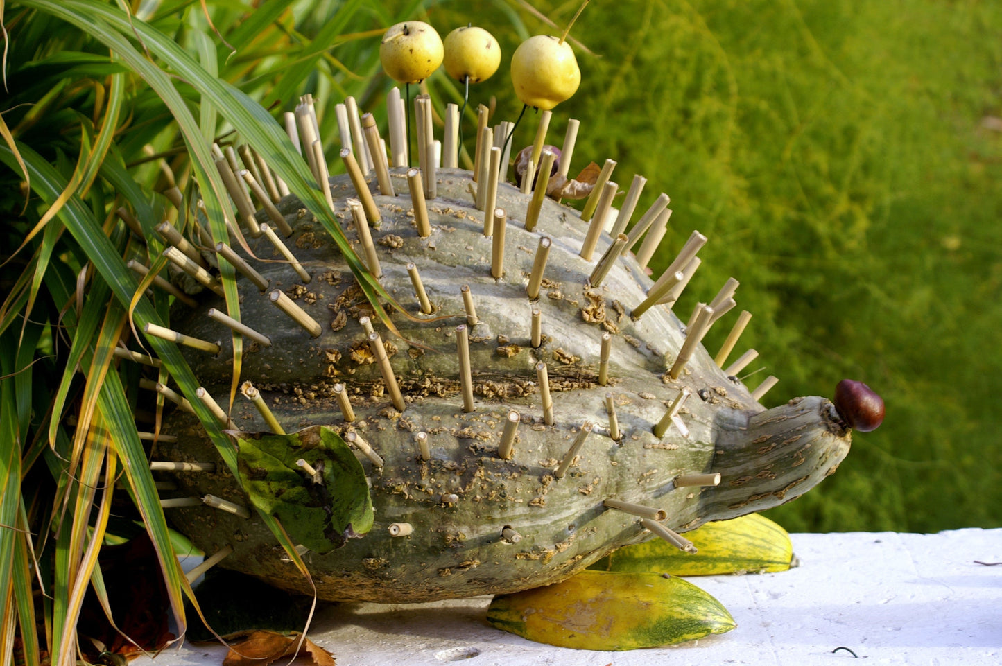 30 BLUE HUBBARD SQUASH New England Buttercup Cucurbita Pepo Vegetable Seeds