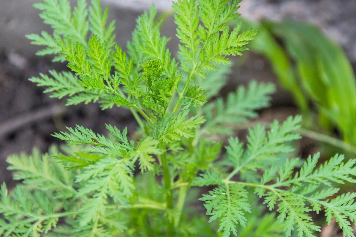 1000 SWEET WORMWOOD Artemisia Annua Sweet Annie Mugwort Sagewort Fragrant Herb Seeds