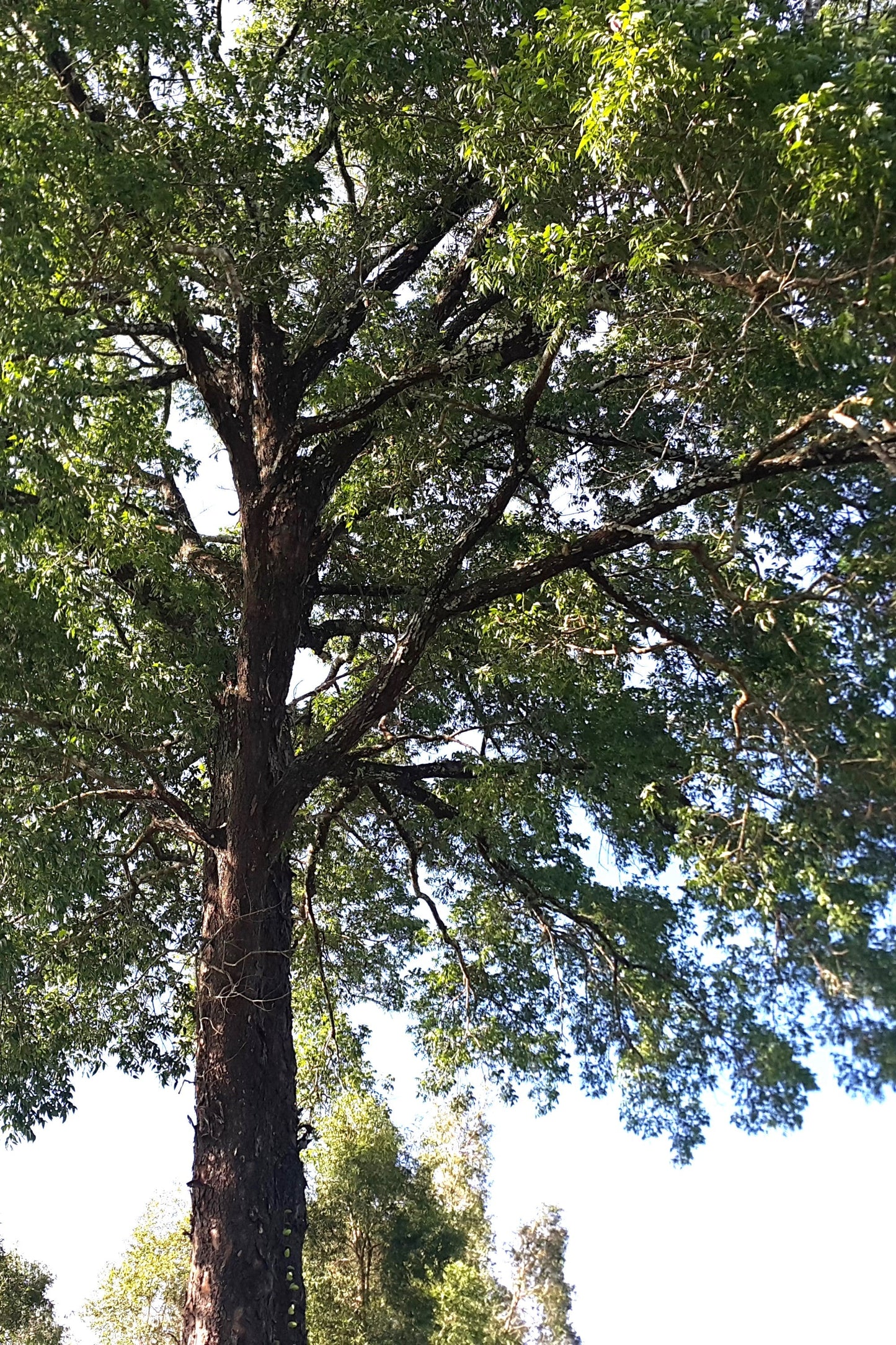 5 TRUE MAHOGANY TREE Honduran Big Leaf Sky Fruit Swietenia Macrophylla Seeds