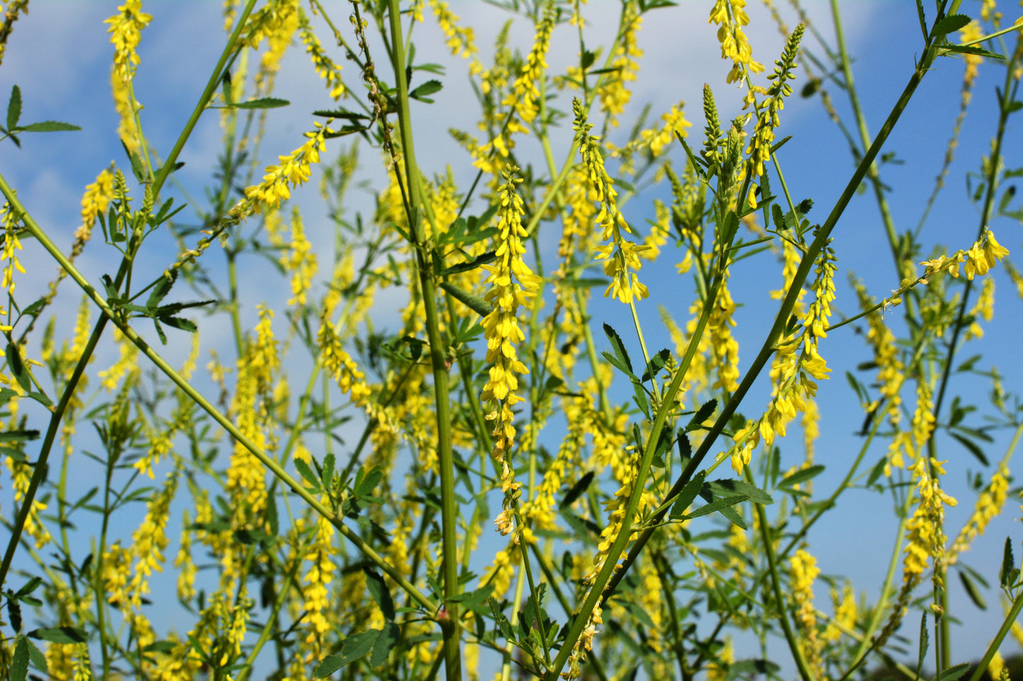 3000 YELLOW SWEET CLOVER Melilotus Officinalis Flower Seeds