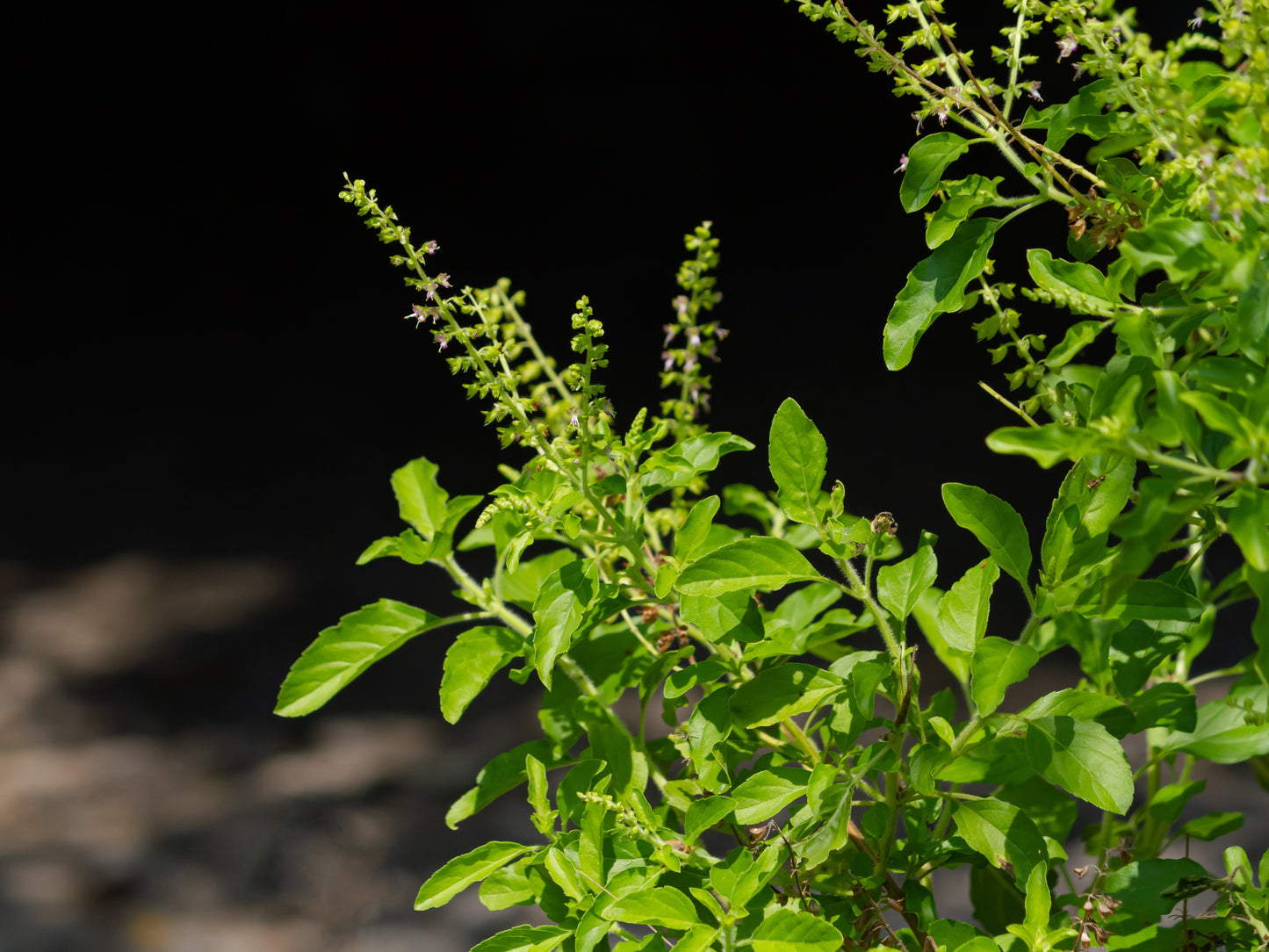 250 Green Tulsi HOLY BASIL Ocimum Sanctum Tenuiflorum Herb Flower Seeds