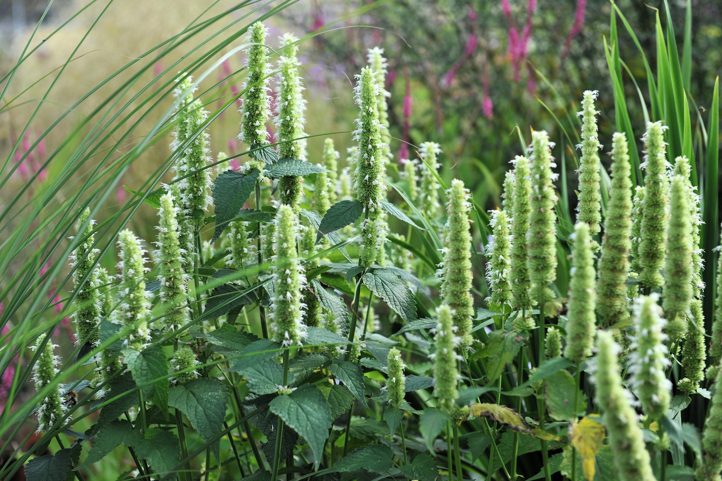 500 GIANT YELLOW HYSSOP Agastache Nepetoides Herb Flower Seeds