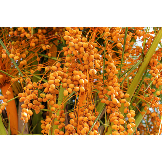 10 COCO PALM jelly Palm Pindo Butia Capitata Edible Fruit Tree Houseplant Seeds