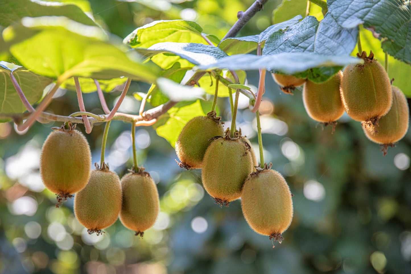 100 KIWI FRUIT Kiwi Actinidia Vine Seeds (Kiwifruit / Hardy Kiwi / Tara Vine / Yang Tao / Chinese Gooseberry / Chinese Strawberry)
