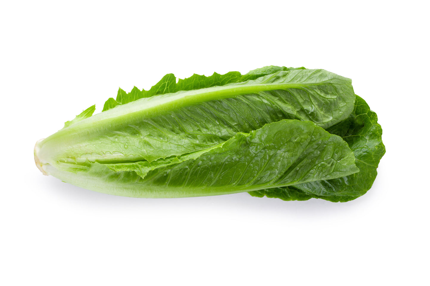 3000 PARRIS ISLAND Romaine LETTUCE Lactuca Sativa Vegetable Seeds