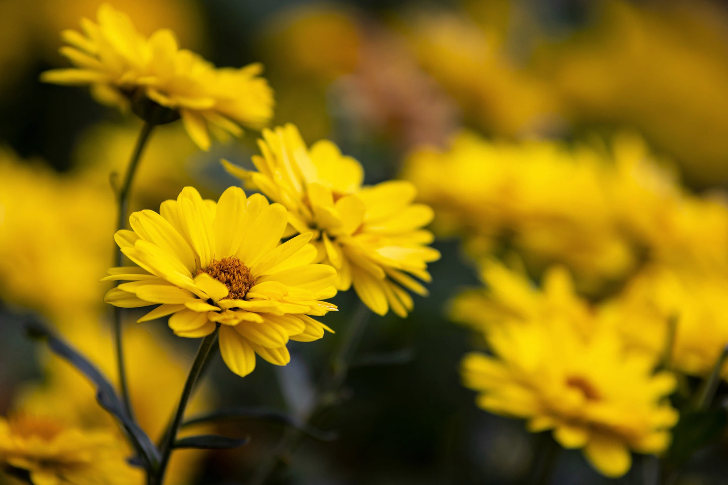 100 HAIRY GOLDEN ASTER Chrysopsis Heterotheca Villosa Herb Yellow Flower Seeds