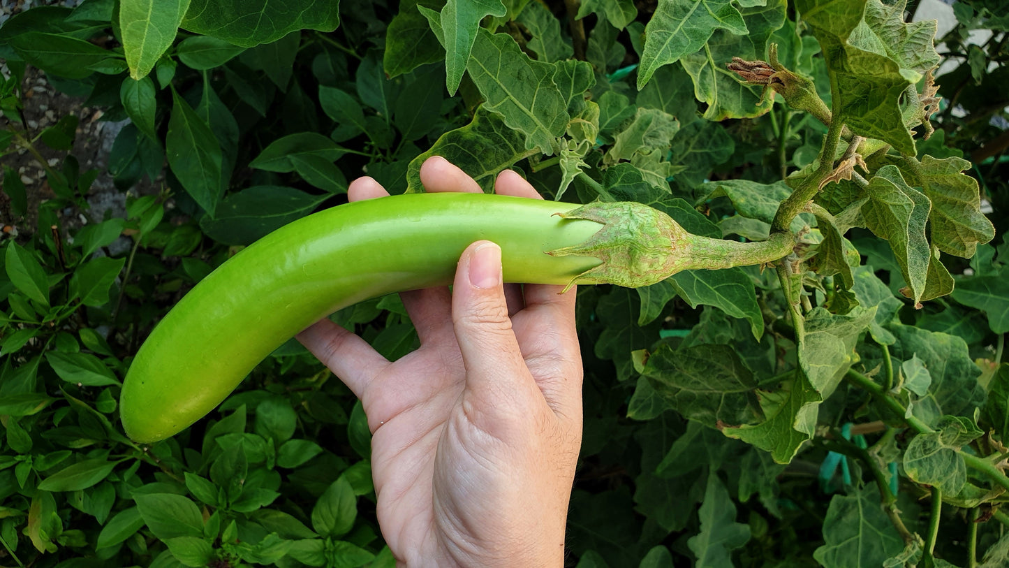 25 Louisiana LONG GREEN EGGPLANT Solanum Melongena Fruit Vegetable Seeds