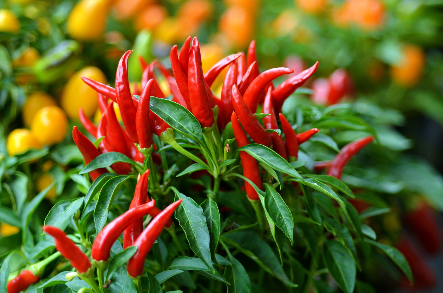 30 BIRDS Eye CHILI PEPPER (Chiltepin Pepper) Capsicum Frutescens Vegetable Seeds