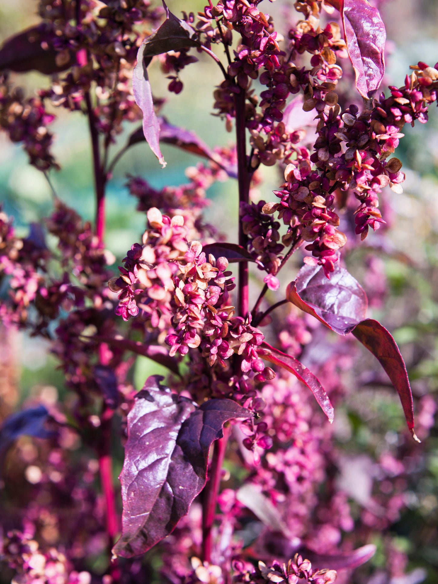 100 GIANT GOOSEFOOT Chenopodium Giganteum Purple Magenta Spreen Vegetable Seeds