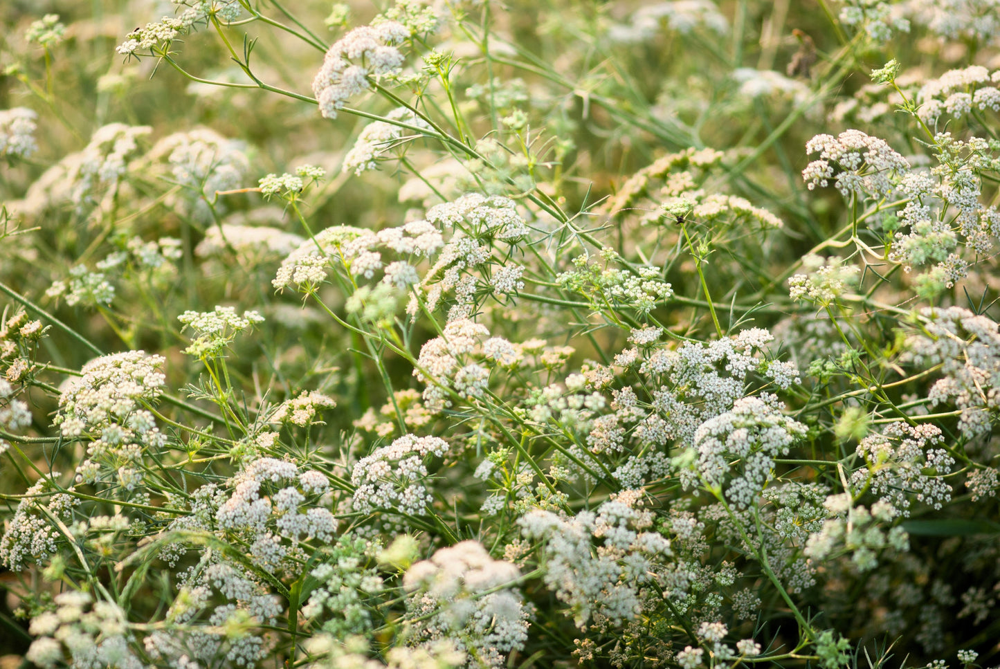 500 Organic CUMIN Cuminum Cyminum Herb Flower Seeds