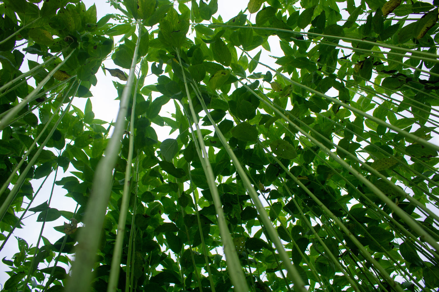 100 TOSSA JUTE Mallow Corchorus Olitorius African Sorrel Bush Okra Twine Vegetable Seeds