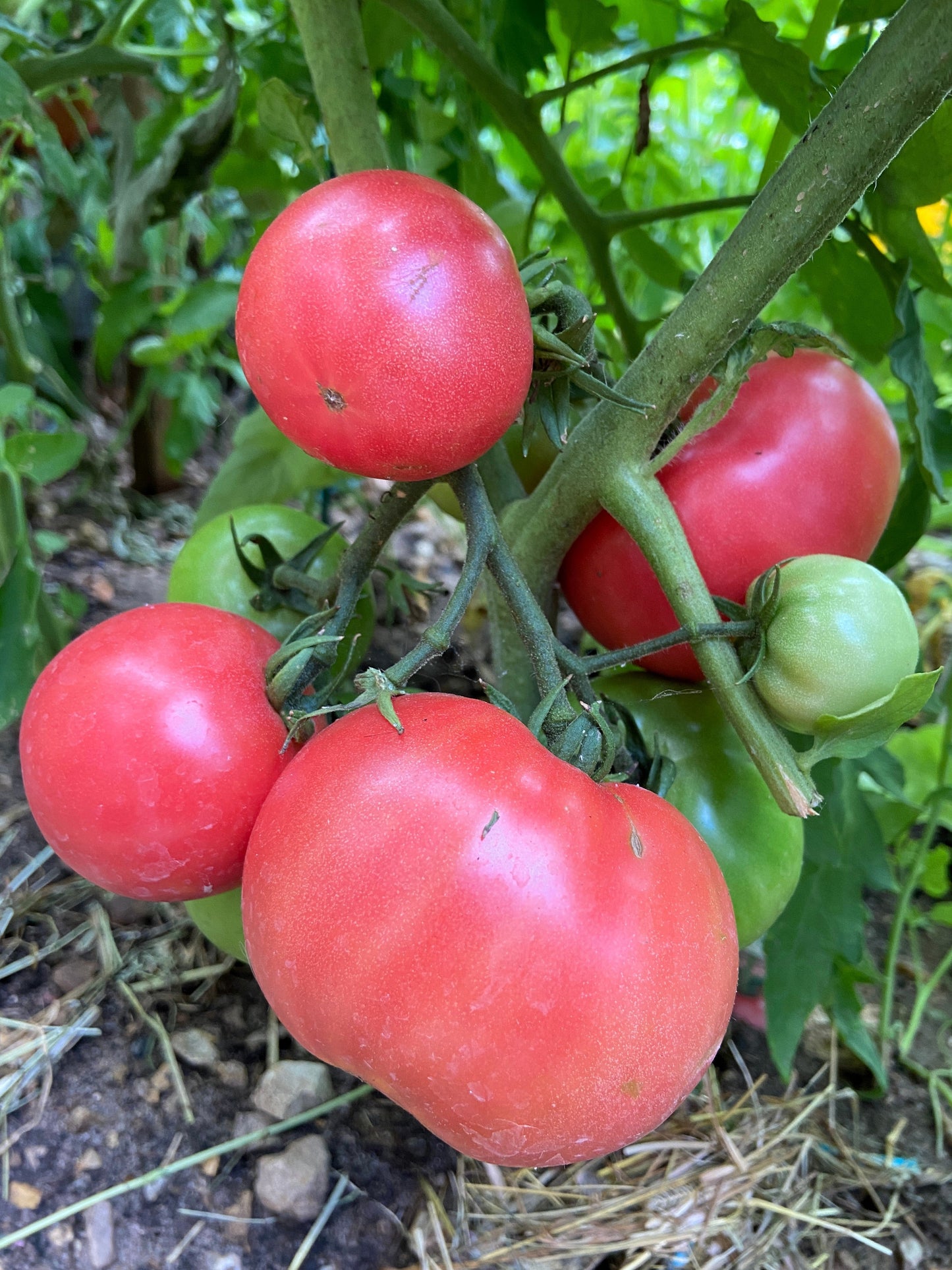 50 Giant BELGIAN PINK TOMATO Huge Pink Skin Lycopersicon Fruit Vegetable Seeds