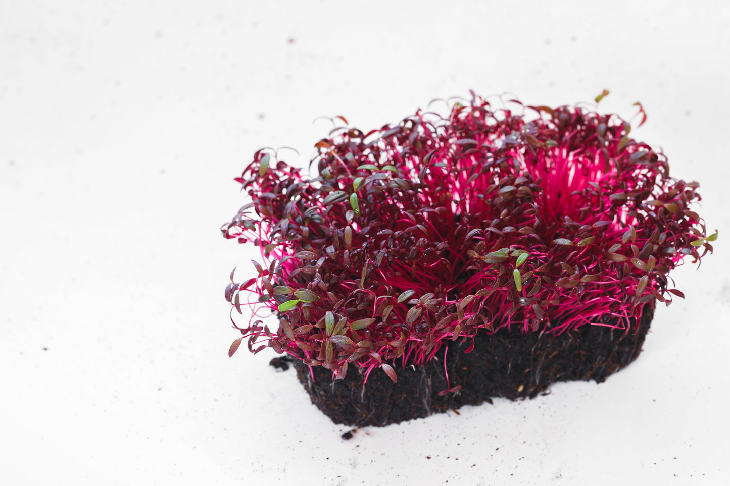 500 RED GARNET AMARANTH Amaranthus Tricolor Vegetable Flower Seeds