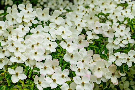 20 HIMALAYAN DOGWOOD / STRAWBERRY Tree Cornus Capitata White & Pink Flower Red Fruit Seeds