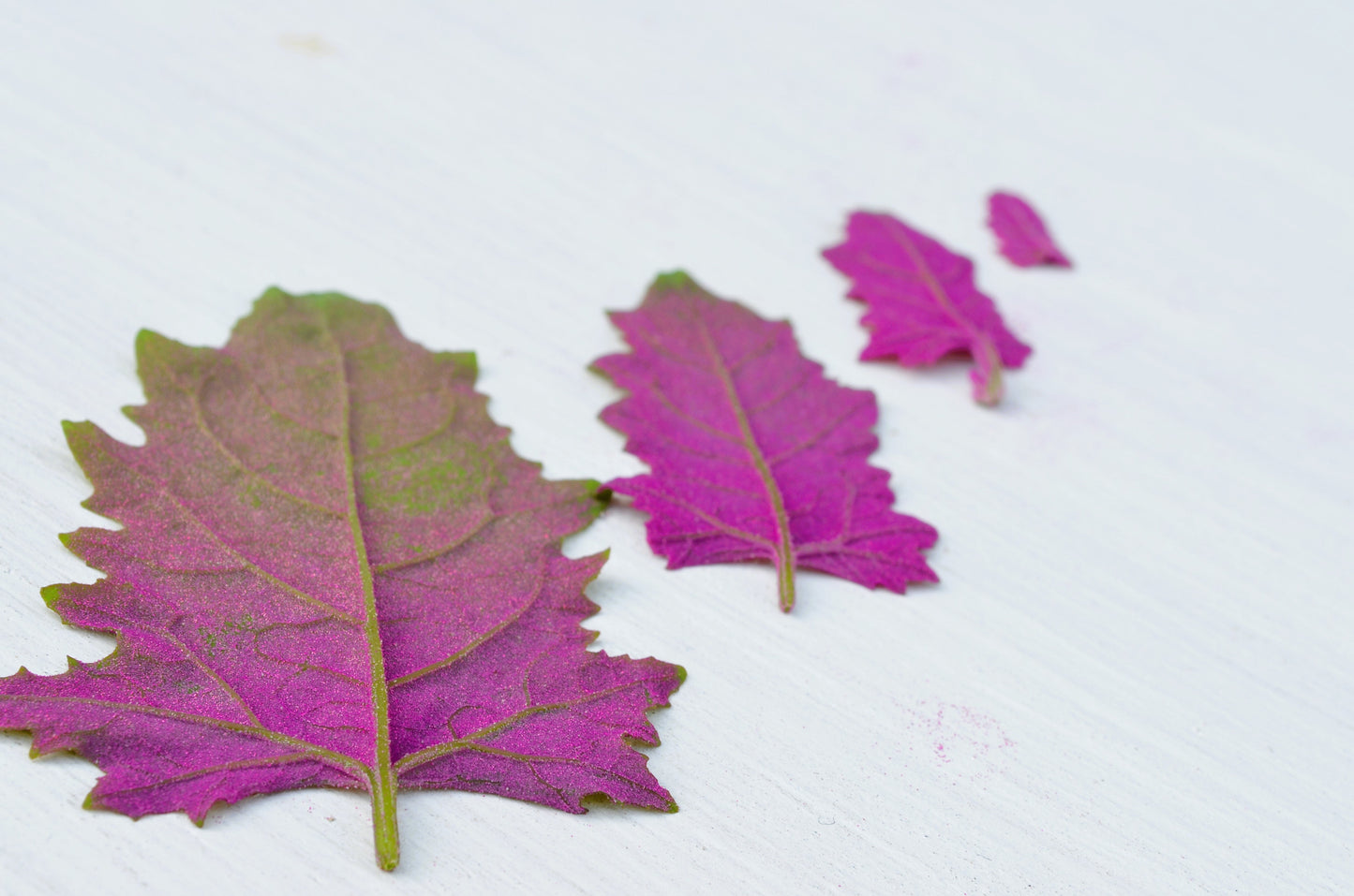 100 GIANT GOOSEFOOT Chenopodium Giganteum Purple Magenta Spreen Vegetable Seeds