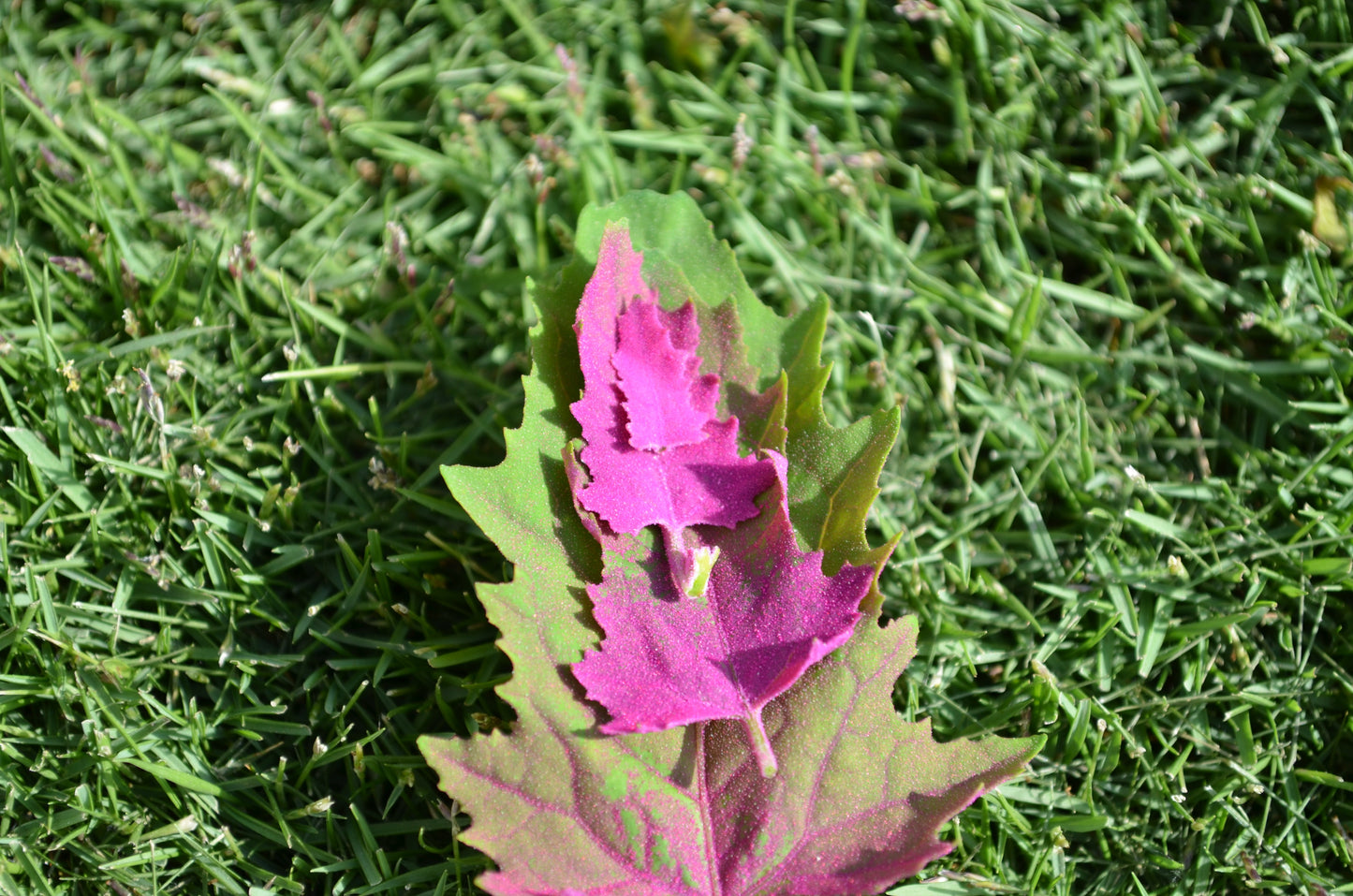 100 GIANT GOOSEFOOT Chenopodium Giganteum Purple Magenta Spreen Vegetable Seeds
