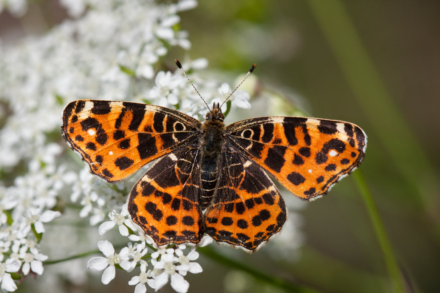 1000 GIANT ITALIAN Flat Leaf PARSLEY Petroselinum Crispum Neapolitanum Herb Vegetable Flower Seeds