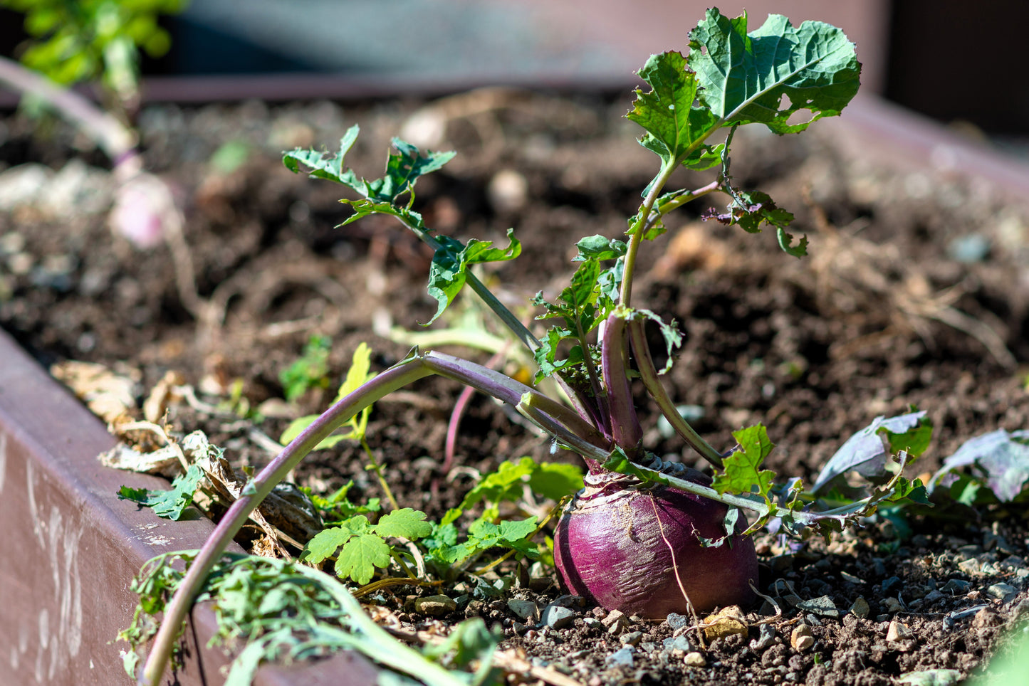 1500 American PURPLE TOP RUTABAGA Brassica Napus Root Vegetable & Greens Seeds