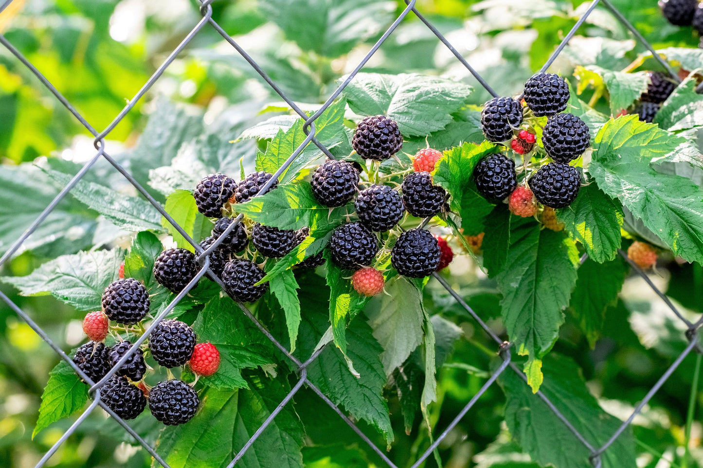 50 BLACK RASPBERRY Rubus Leucodermis Fruit Bush Vine Seeds