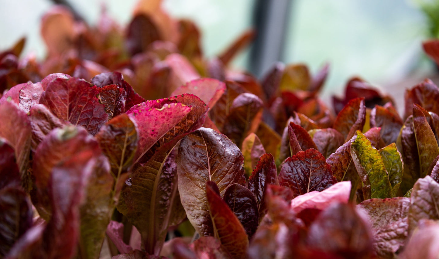 3000 RED ROMAINE LETTUCE Lactuca Sativa Vegetable Seeds