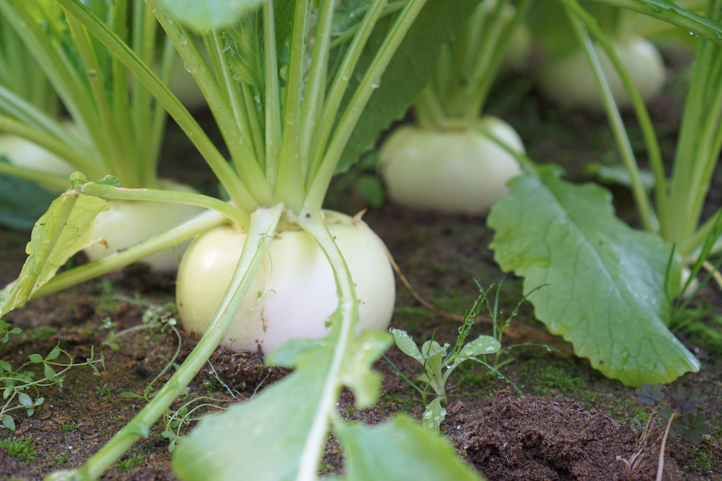 300 WHITE EGG TURNIP Brassica Rapa Vegetable Seeds
