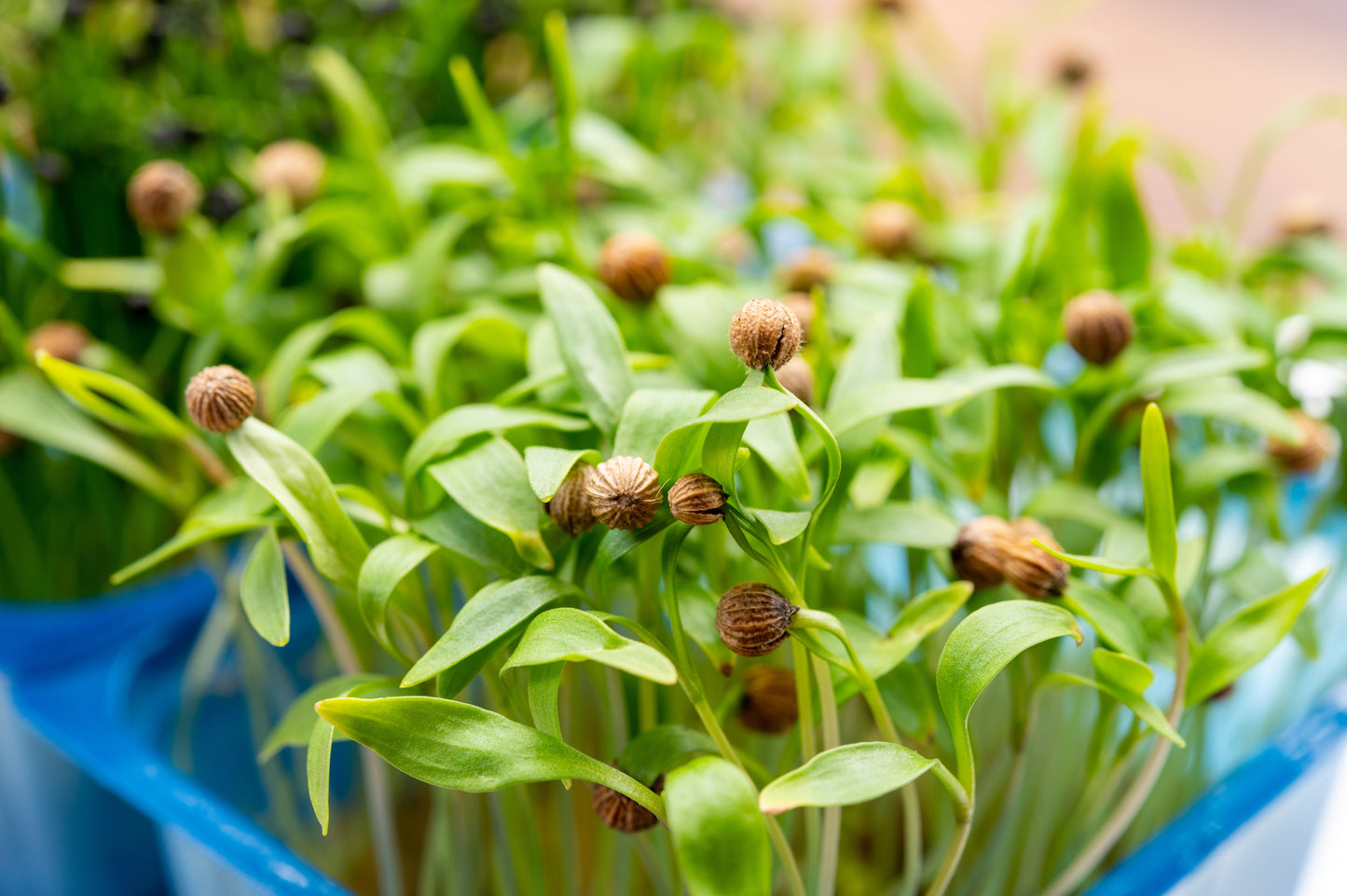 1000 CILANTRO / CORRIANDER / Chinese PARSLEY Coriandrum Sativum Herb Flower Seeds