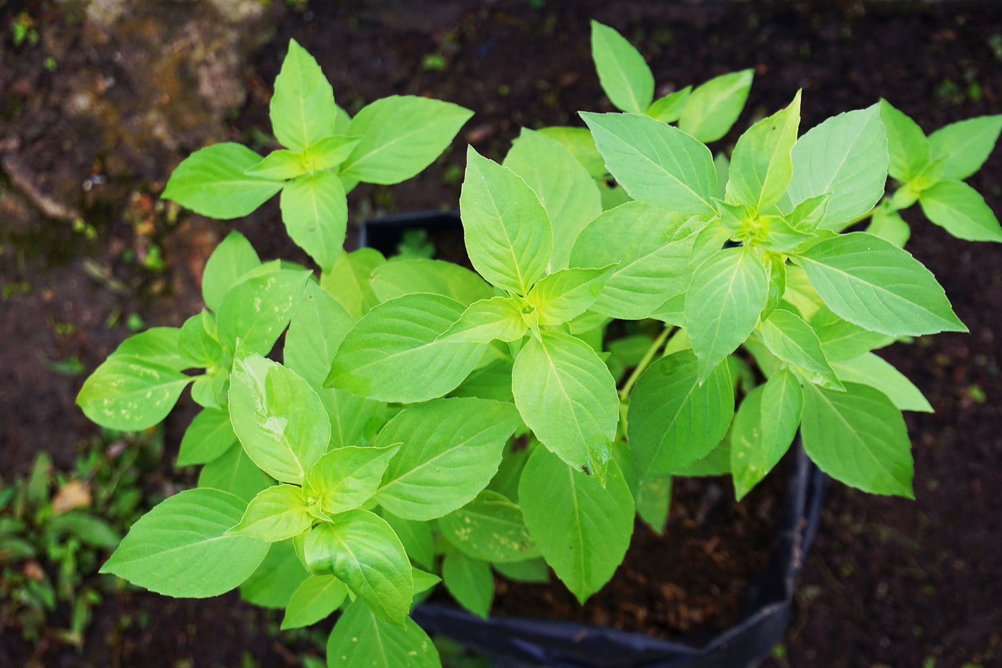1500 LEMON BASIL Ocimum Basilicum HERB Flower Seeds