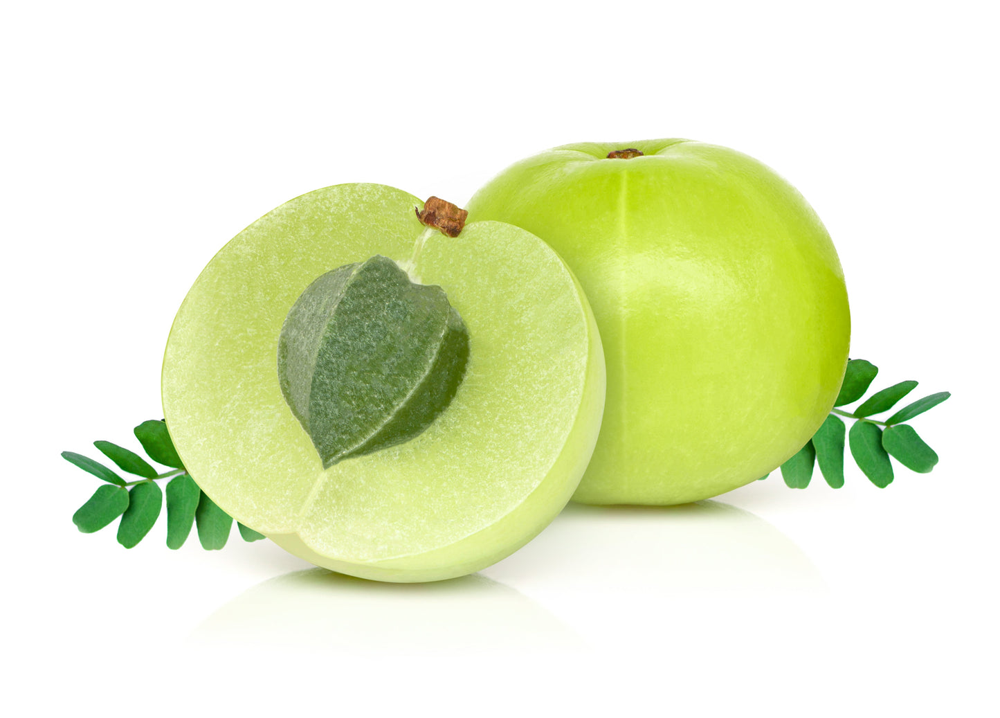 10 INDIAN GOOSEBERRY Phyllanthus Emblica Emblic Edible Fruit Tree Seeds