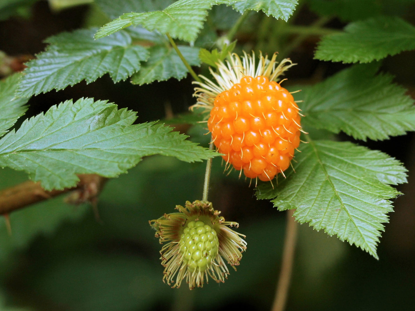 20 SALMONBERRY RUSSIAN RASPBERRY Rubus Spectabilis Fruit Seeds Purple Flowers