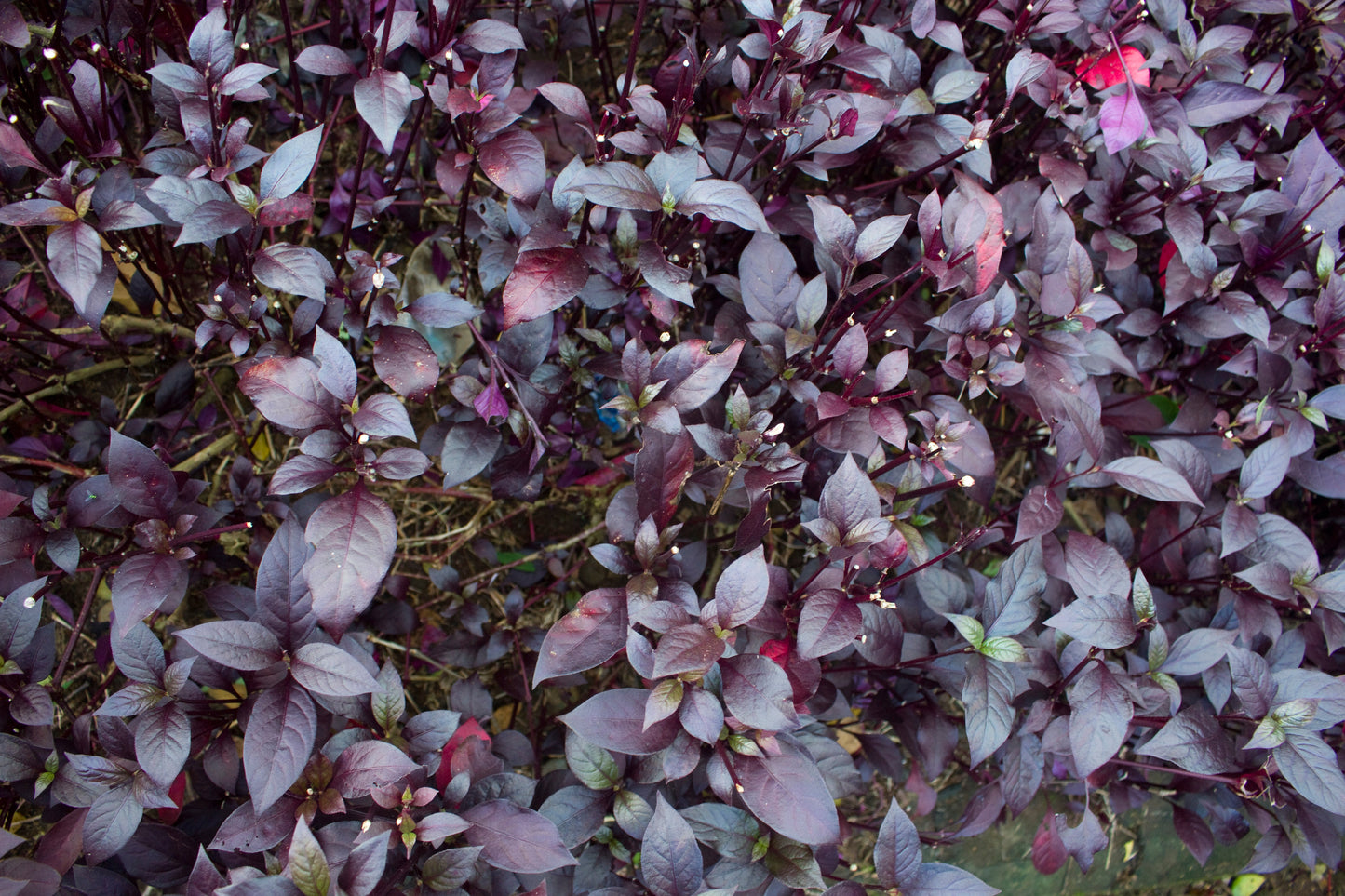 500 RED RUBIN BASIL Ocimum Basilicum Purpurascens Spicy Herb White & Lavender Flowers Seeds