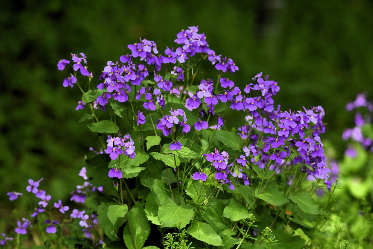 500 Purple FEBRUARY ORCHID Violet Cress Orychophragmus Violaceus 2" Flower Edible Vegetable Seeds