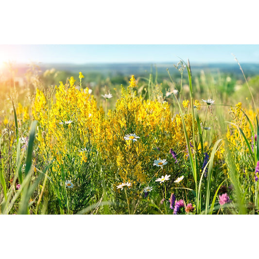 3000 YELLOW SWEET CLOVER Melilotus Officinalis Flower Seeds