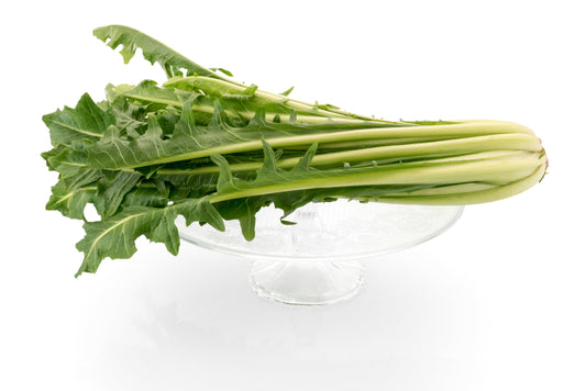 250 CICORIA CATALOGNA Puntarelle Chicorium Chicory Vegetable Seeds