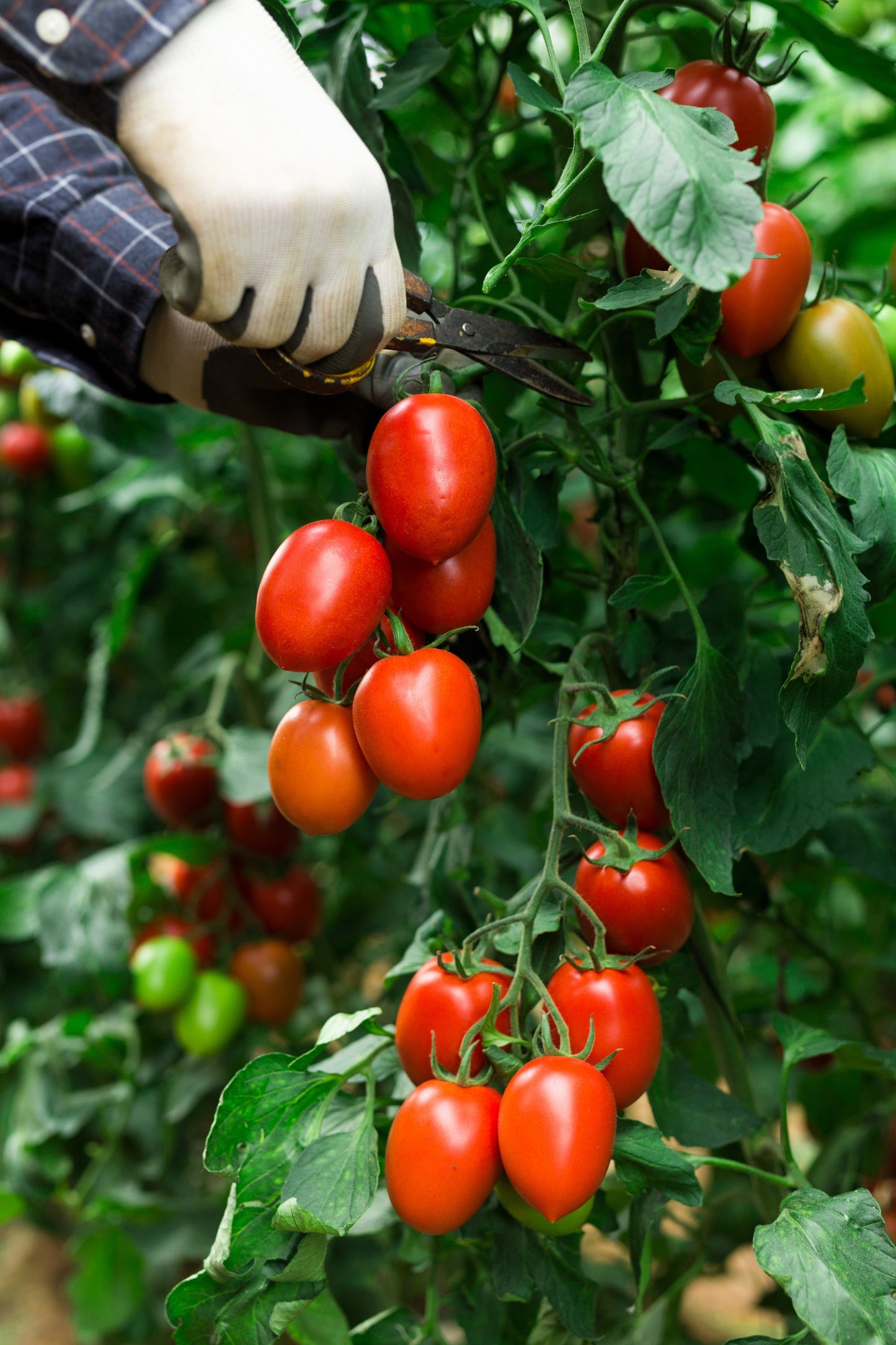 500 ITALIAN ROMA TOMATO Lycopersicon Lycopersicum Fruit Vegetable Seeds
