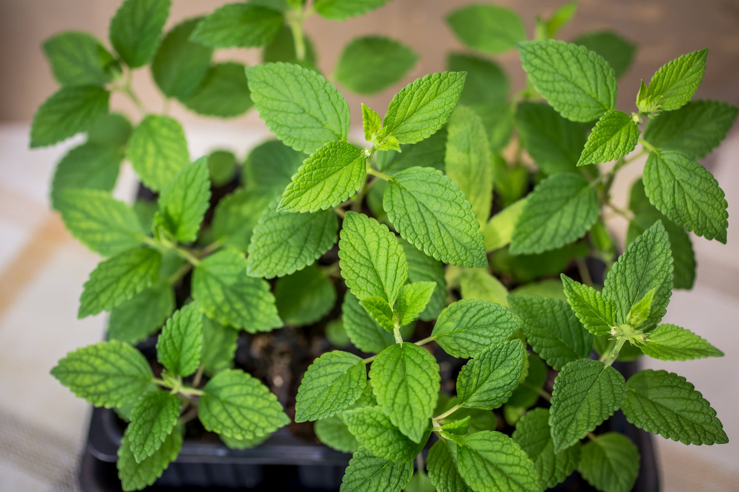 200 Lemon LEMONY CATNIP Nepeta Cataria Citriodora Herb Flower Seeds