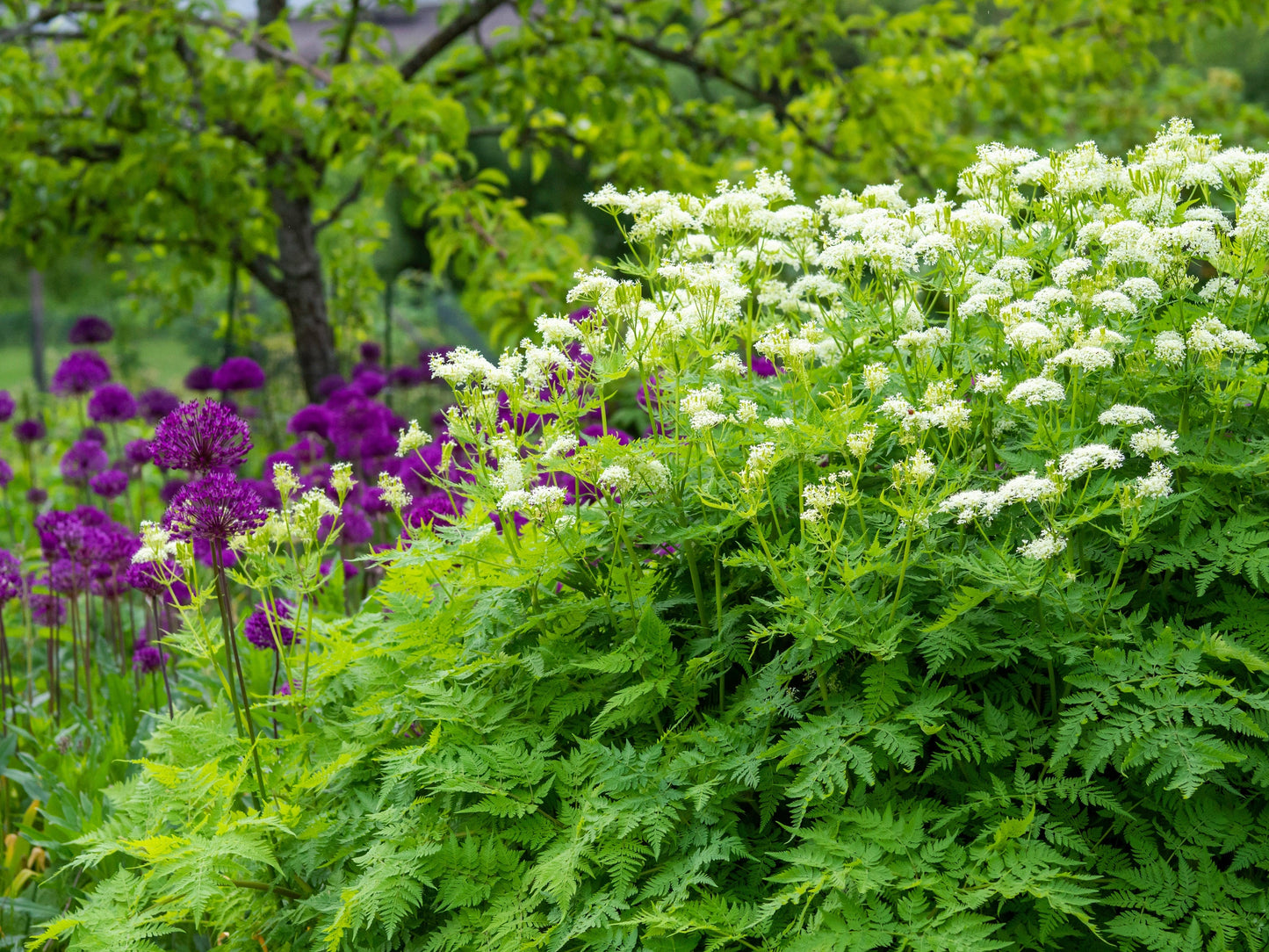 20 SWEET CICELY Myrrhis Odorata Herb Fragrant Flower Licorice Flavor Seeds