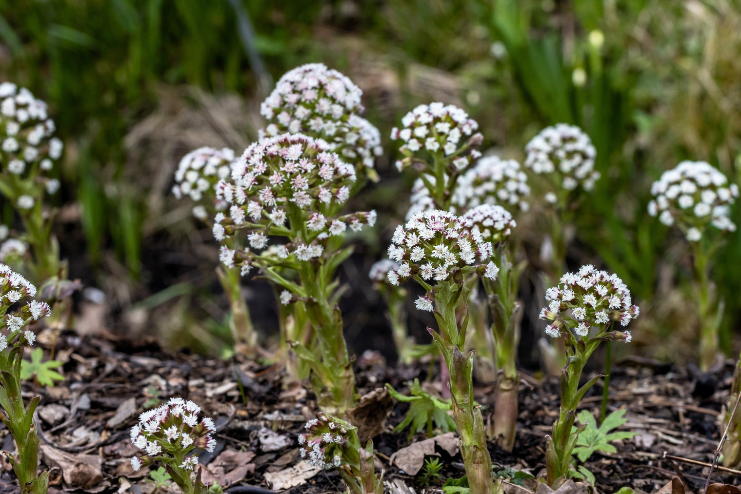 100 ARCTIC SWEET COLTSFOOT Petasites Frigidus Sun Shade Moist White Pink Flower Herb Seeds