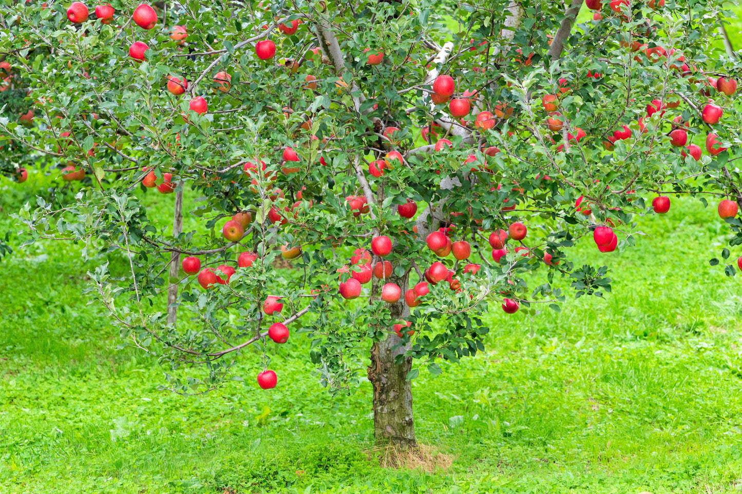 25 PARADISE APPLE Red Delicious Common Malus Pumila Domestica Fruit Tree Seeds