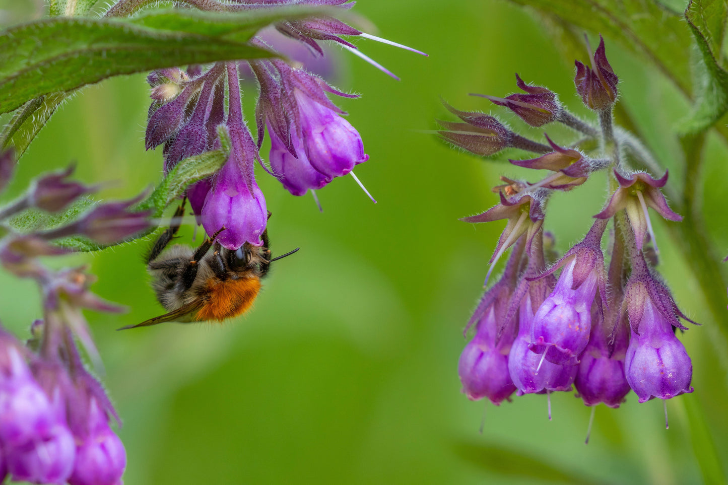 10 TRUE COMFREY Comphrey Symphytum Officinale Herb Seeds Purple Flowers