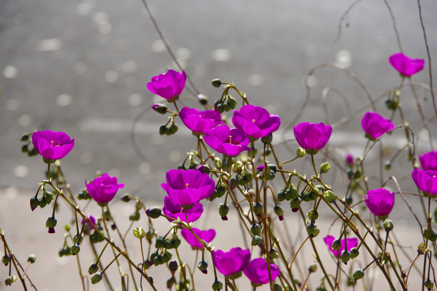 50 RED ROCK PURSLANE ' Ruby Tuesday ' Calandrinia Umbellata Magenta Flower Herb Seeds