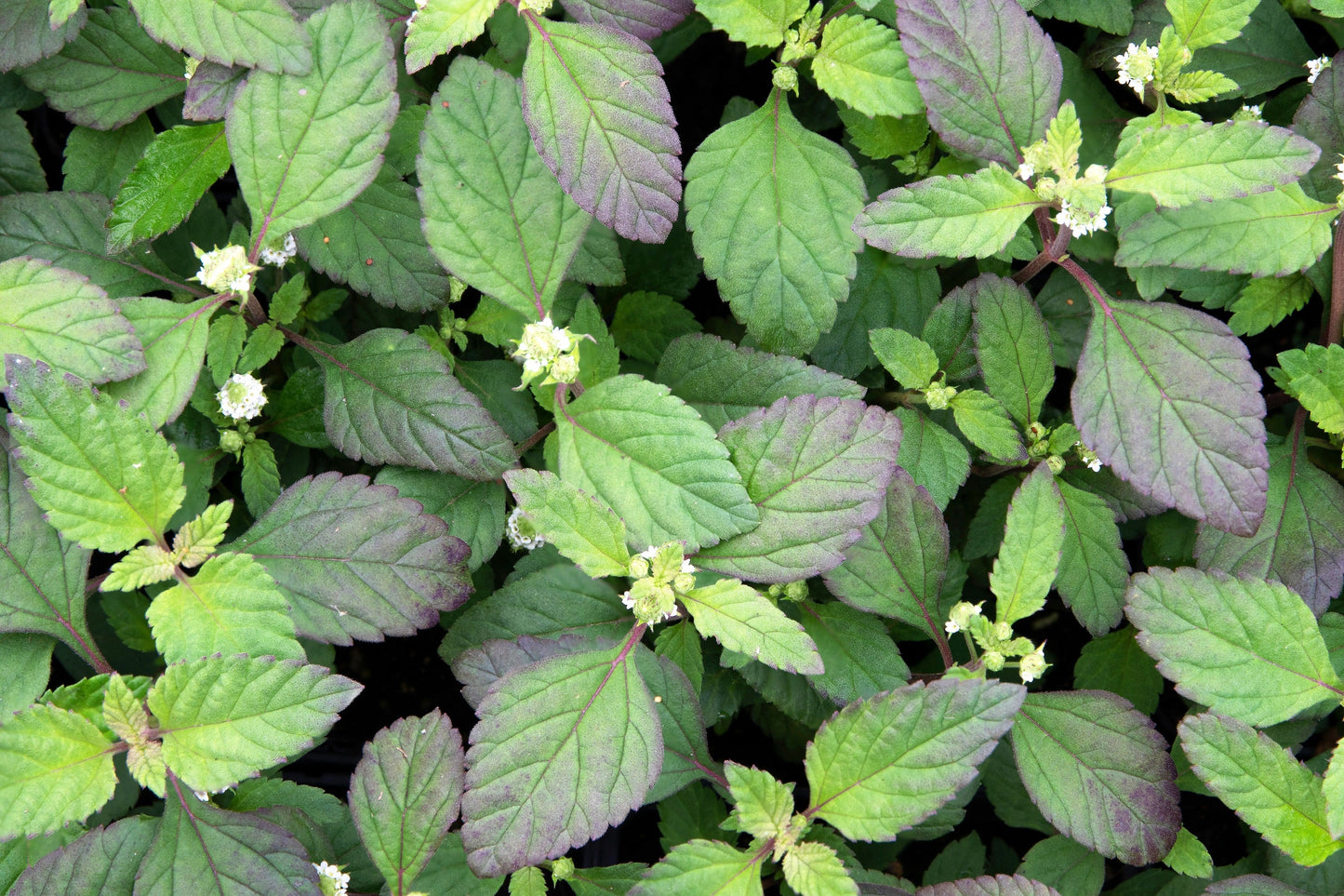 100 AZTEC SWEET HERB aka Honeyherb, Lippia, Mayan Mint, Dulce Buttons. Lippia Dulcis Phyla White Flower Seeds