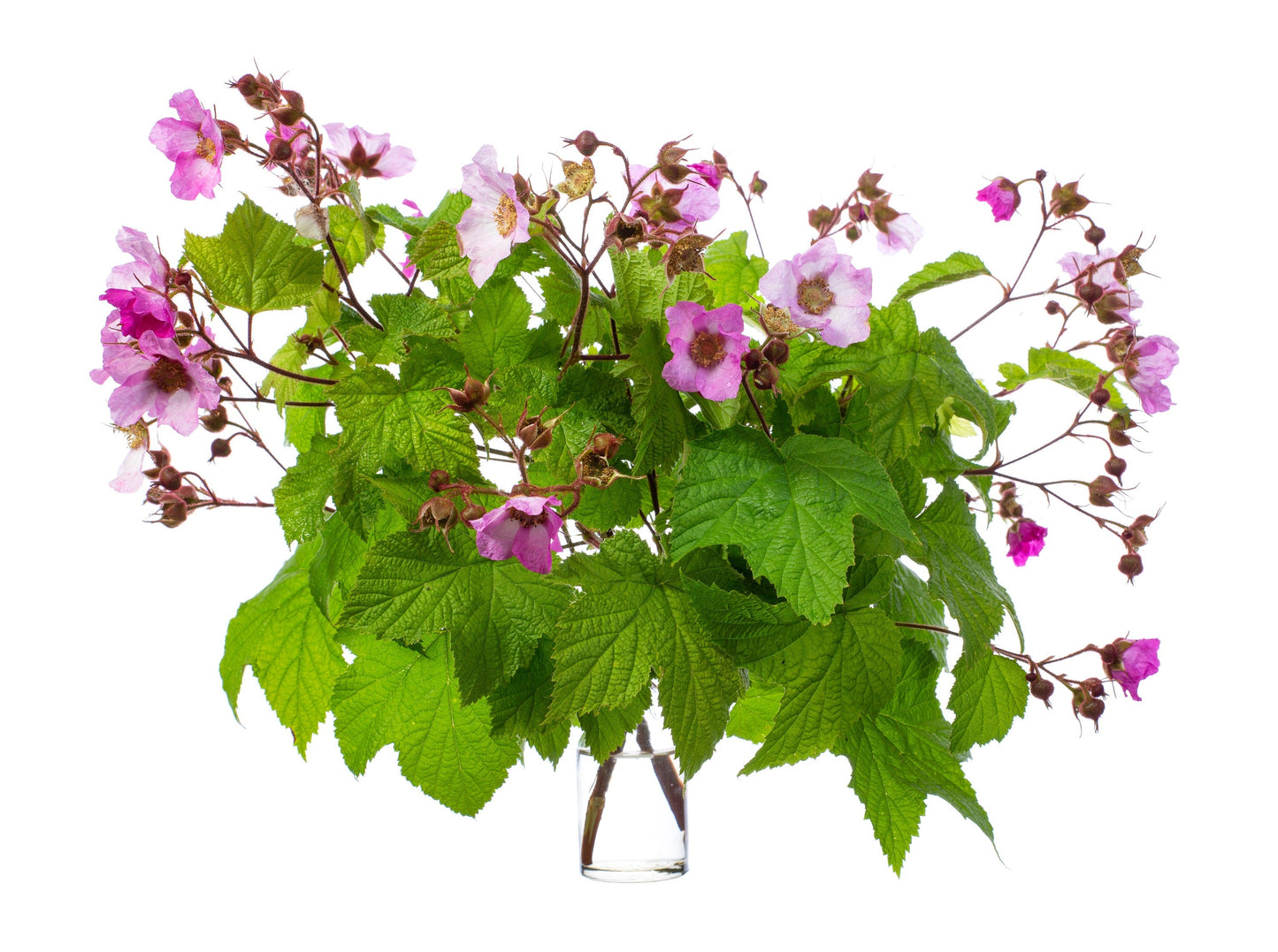 20 PURPLE FLOWERING RASPBERRY Thornless Edible Rubus Odoratus Fruit Berry Seeds
