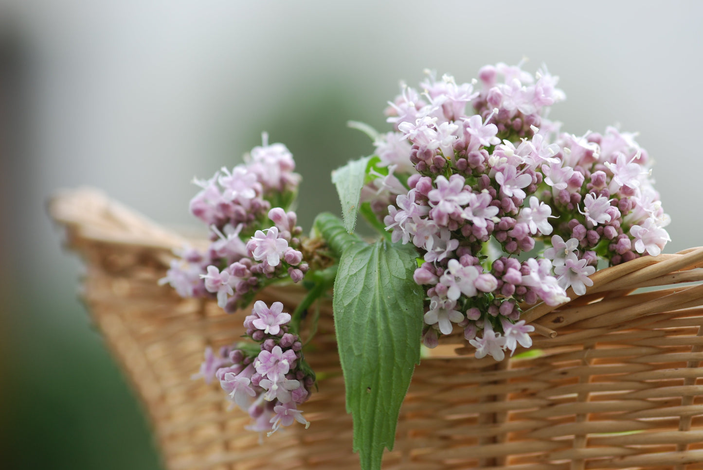 250 VALERIAN (Garden Heliotrope / Heal All) Valeriana Officinalis Herb Flower Seeds