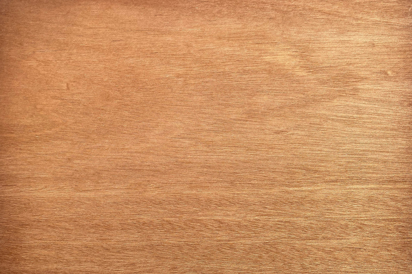 5 TRUE MAHOGANY TREE Honduran Big Leaf Sky Fruit Swietenia Macrophylla Seeds