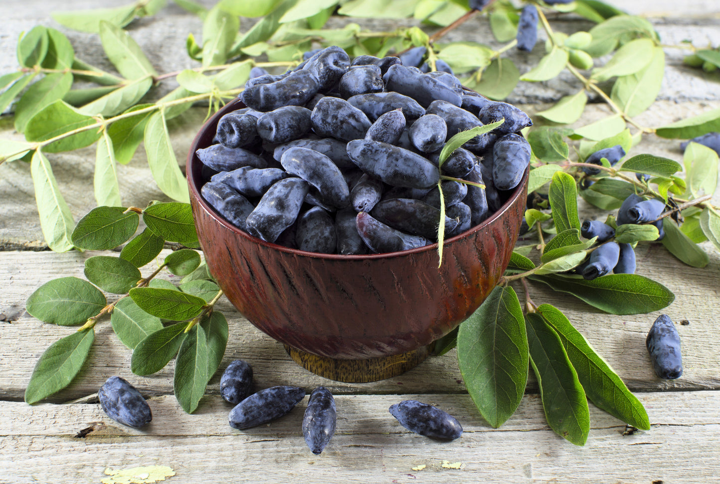 30 HONEYBERRY Blue Honeysuckle Lonicera Caerulea Edible Fruit Shrub Seeds