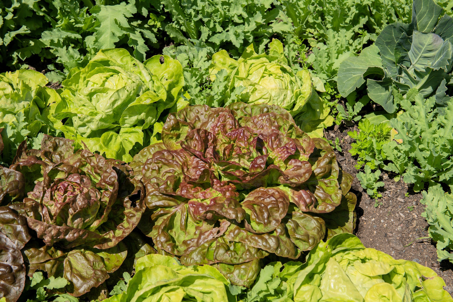 3000 BRONZE MIGNONETTE LETTUCE Butterhead Lactuca Sativa Vegetable Seeds