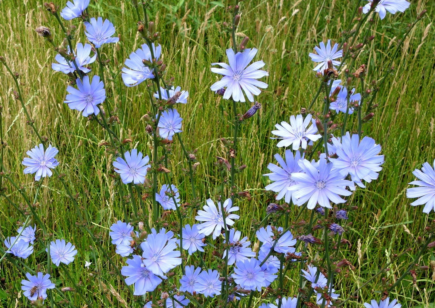 1000 CHICORY (Blue Daisy / Blue Sailors / Coffeeweed / Succory) Chicorium Cicorium Intybus Flower Herb Seeds